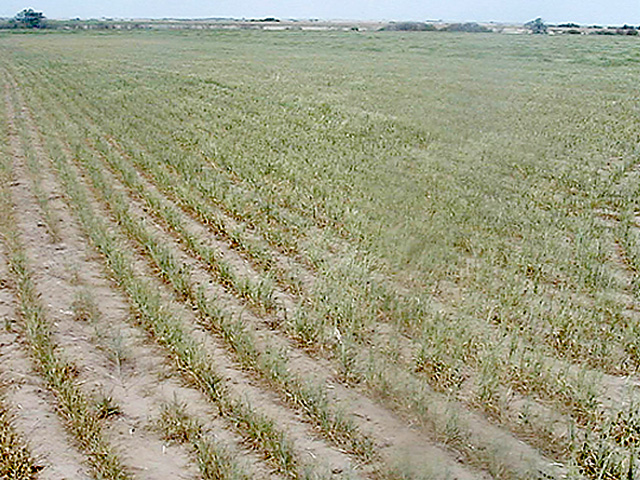 La Nina conditions could extend the Southern Plain&#039;s drought and affect a struggling winter wheat crop. (Photo courtesy KSU)